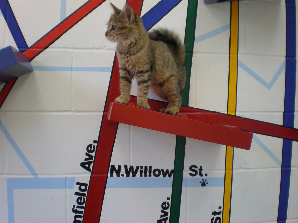 MSU students transformed a plain wall into the streets of Monclair - modified for a cat's pleasure.