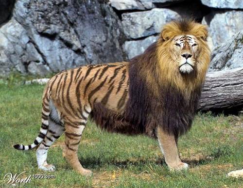 This is a ligor (lion/tiger).
Learn more about hybrid animals, Monday, stories.