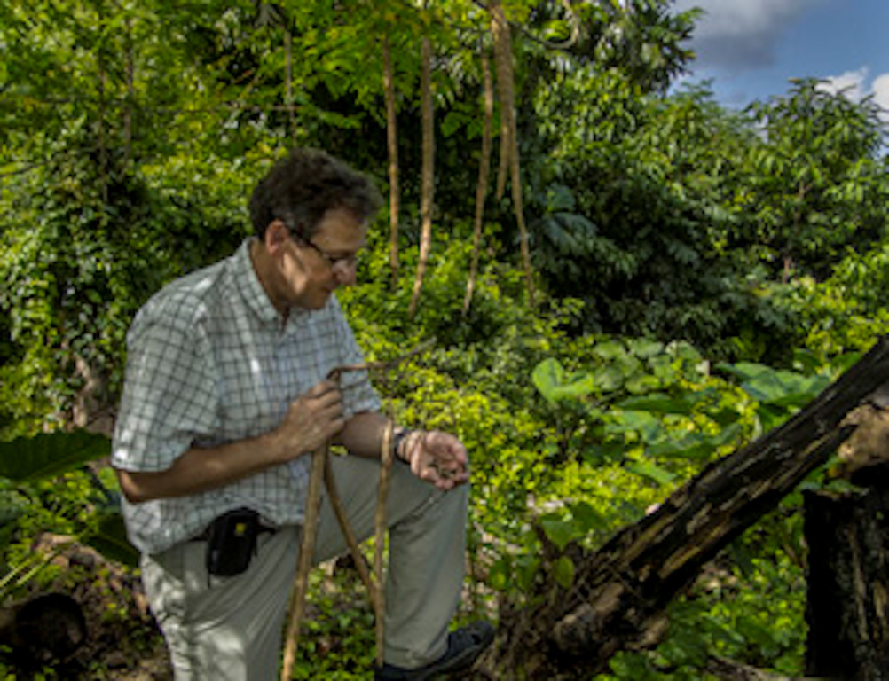 Photo: Courtesy of Ilya Raskin
Professor Ilya Raskin holds moringa seeds