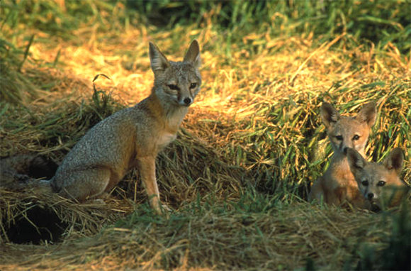 The San Joaquin kit fox is one of many federally listed species that will benefit from conservation projects under the Cooperative Endangered Species Conservation Fund.